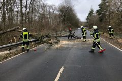 Orkan Sabine - Umgestürzter Baum auf L 3094